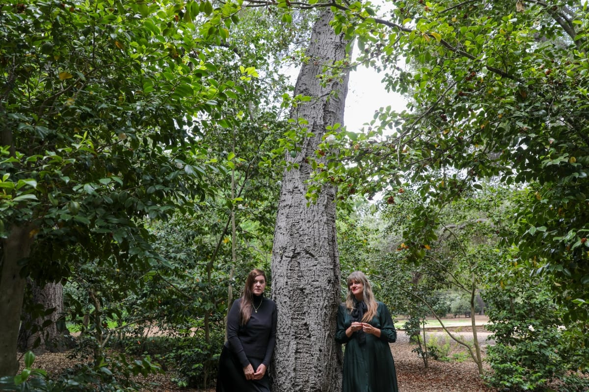 Julianna Barwick and Mary Lattimore stand on either side of a massive tree trunk in a lush green forest, one in black and one in dark green. Photo by Rachael Cassells.